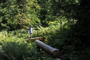 Filzalmsee Riesenwald mit vielen Attraktionen